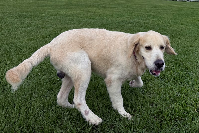 女人知己試用大隊,口碑行銷,部落客行銷,Downy Belly毛肚子,Downy Belly 保濕滋養胺基酸洗毛精,紅球薑淨膚配方,Downy Belly 保濕滋養胺基酸洗毛精-紅球薑淨膚配方,洗品天生防禦力，皮膚天生就很強,除了洗乾淨，其他的真的先不用,胺基酸清潔因子,好的界面活性劑，才能好洗,好沖淨,不易殘留,適量的細緻泡泡,狗貓皆適用,加拿大毒物學家安全把關,100%環保回收料再製瓶器,零廢棄為目標,低敏洗毛精,寵物訓練師好評,Downy Belly毛肚子,Downy Belly 皮膚救急胺基酸洗毛精,IPMP舒緩配方,Downy Belly 皮膚救急胺基酸洗毛精-IPMP舒緩配方,洗品天生防禦力,皮膚天生就很強,除了洗乾淨,其他的真的先不用,胺基酸清潔因子,APG+胺基酸清潔因子,IPMP高安全的成分,好的界面活性劑,才能好洗、好沖淨、不易殘留,適量的細緻泡泡,狗貓皆適用,加拿大毒物學家安全把關,100%環保回收料再製瓶器,零廢棄為目標,低敏洗毛精,寵物訓練師好評